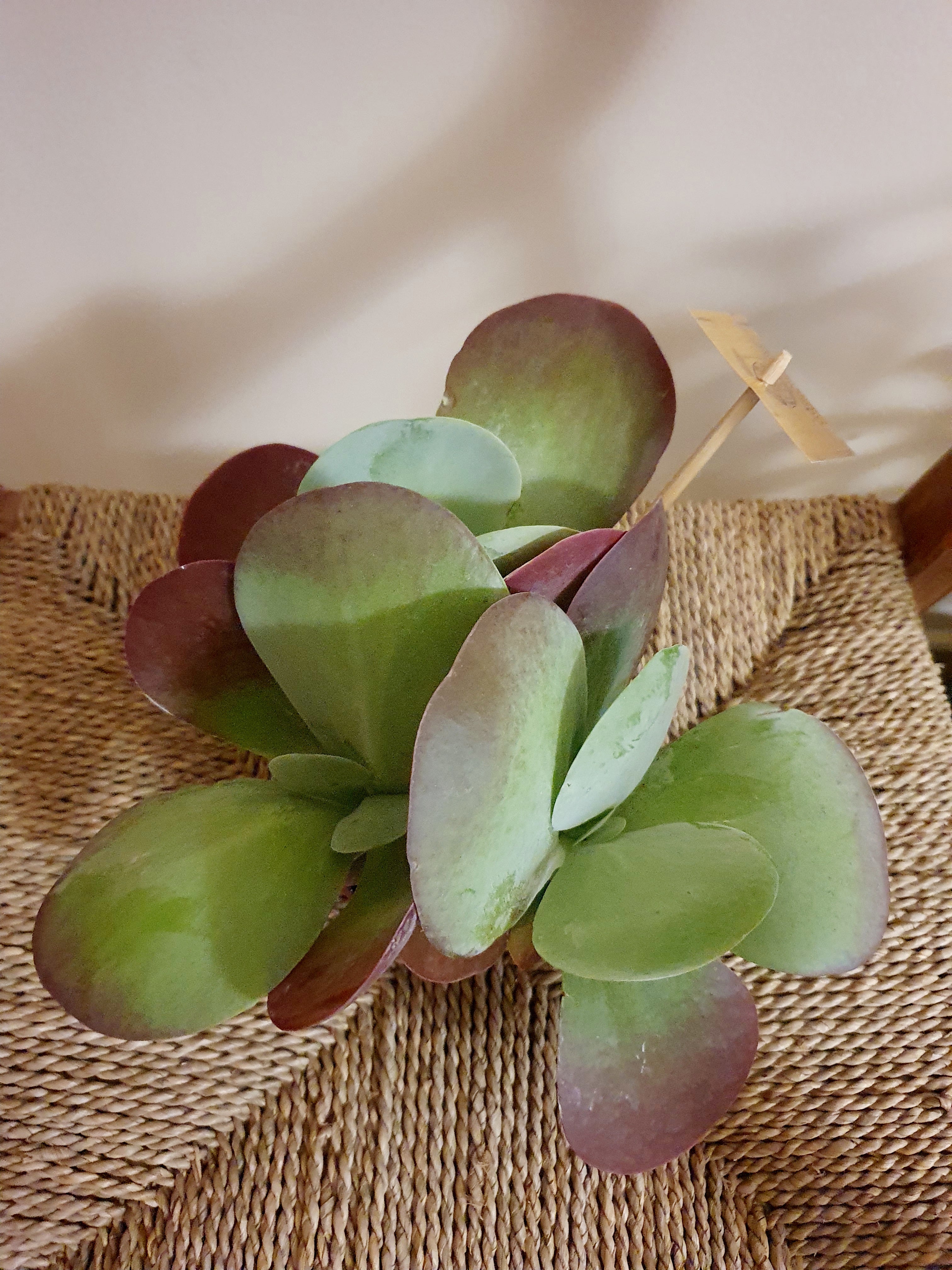 Kalanchoe Thyrsiflora 'Flapjack Paddle Plant'