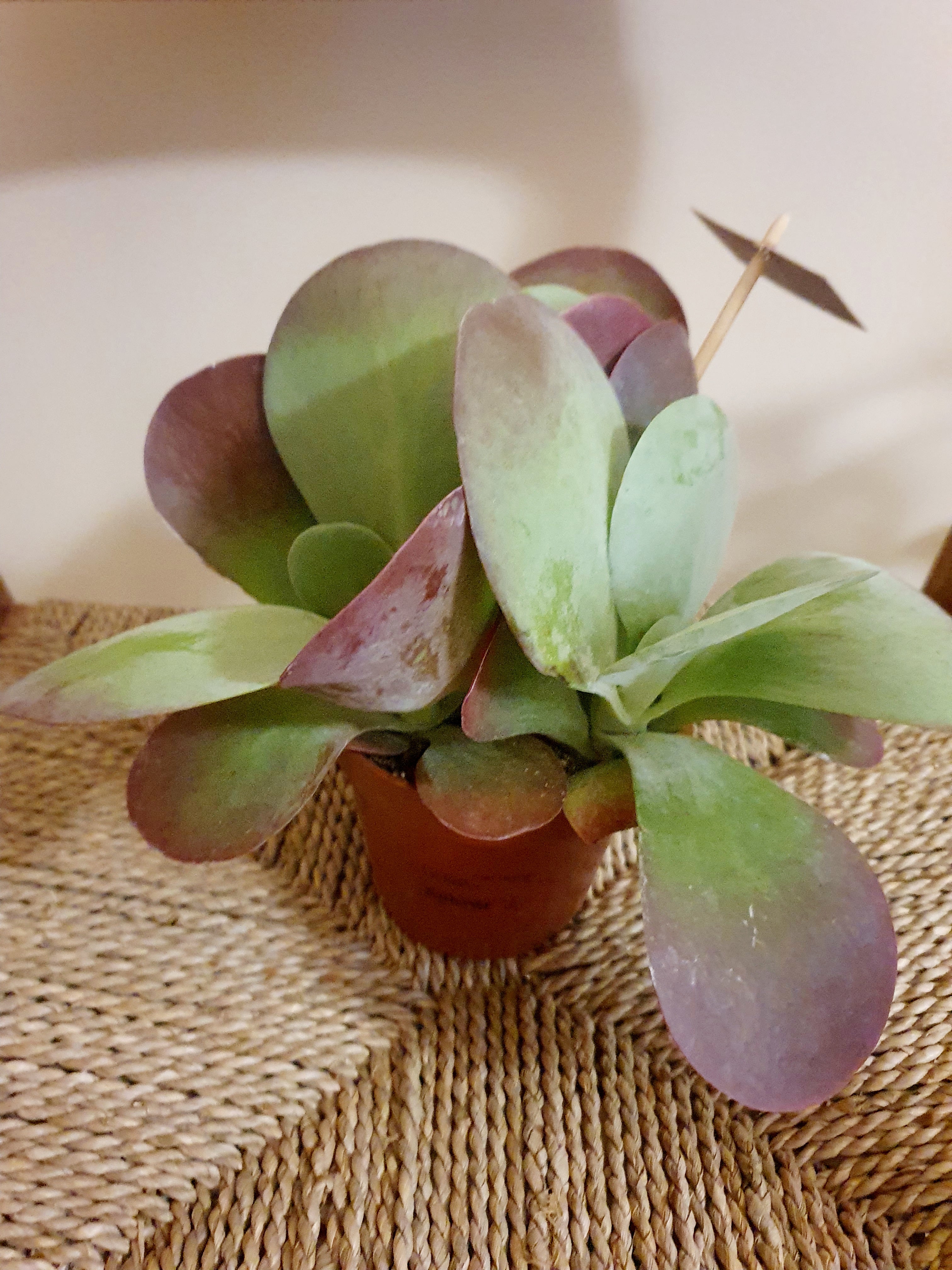 Kalanchoe Thyrsiflora 'Flapjack Paddle Plant'