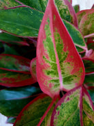 Aglaonema Red Siam - Plant Studio LLC