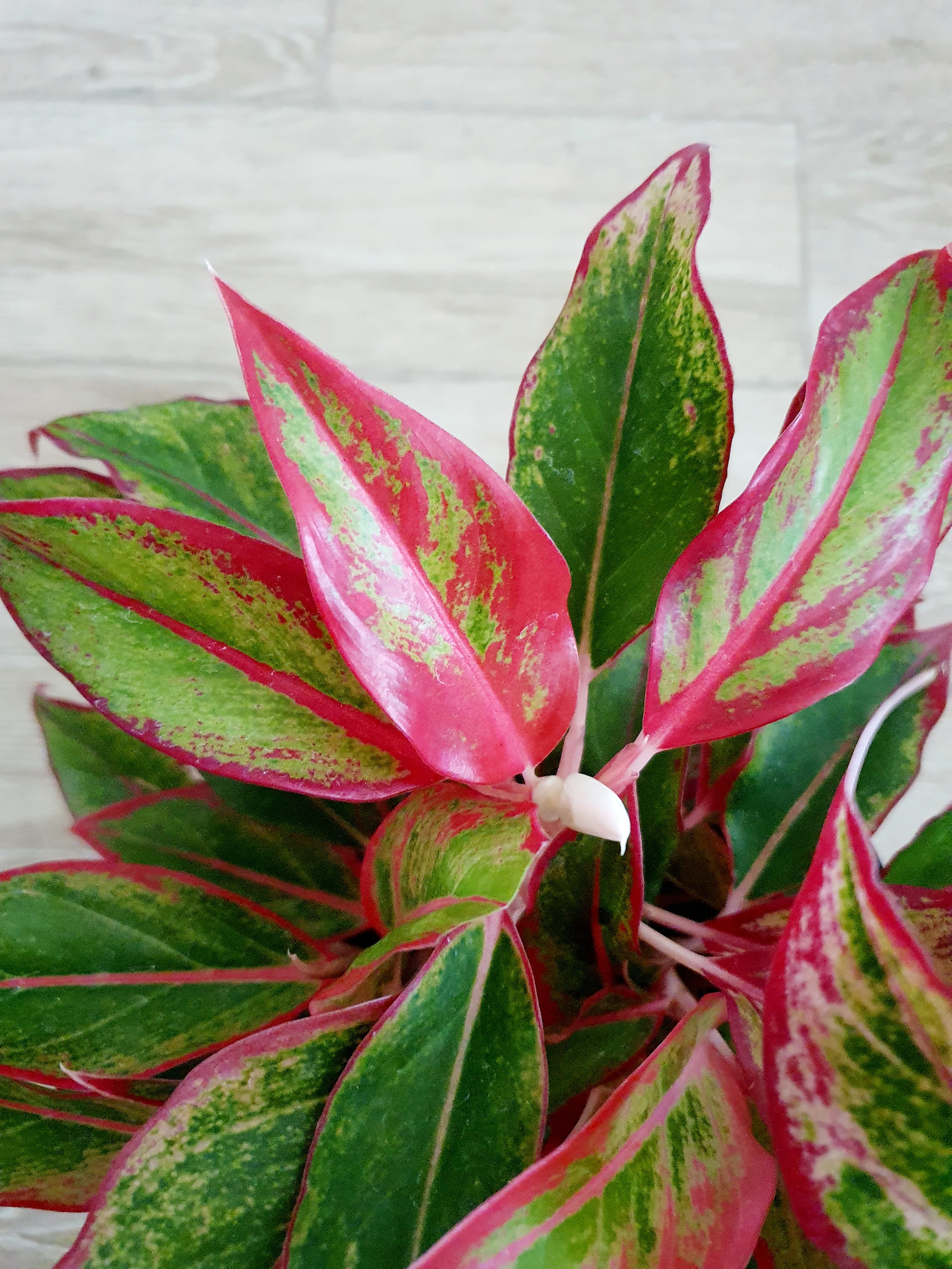 Aglaonema Red Siam - Plant Studio LLC