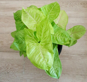 Syngonium Golden Allusion