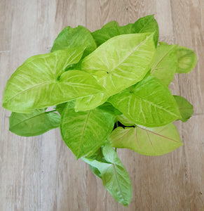 Syngonium Golden Allusion