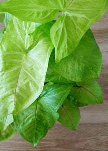 Syngonium Golden Allusion