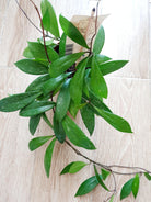Hoya Pubicalyx - Plant Studio LLC