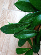 Hoya Pubicalyx - Plant Studio LLC