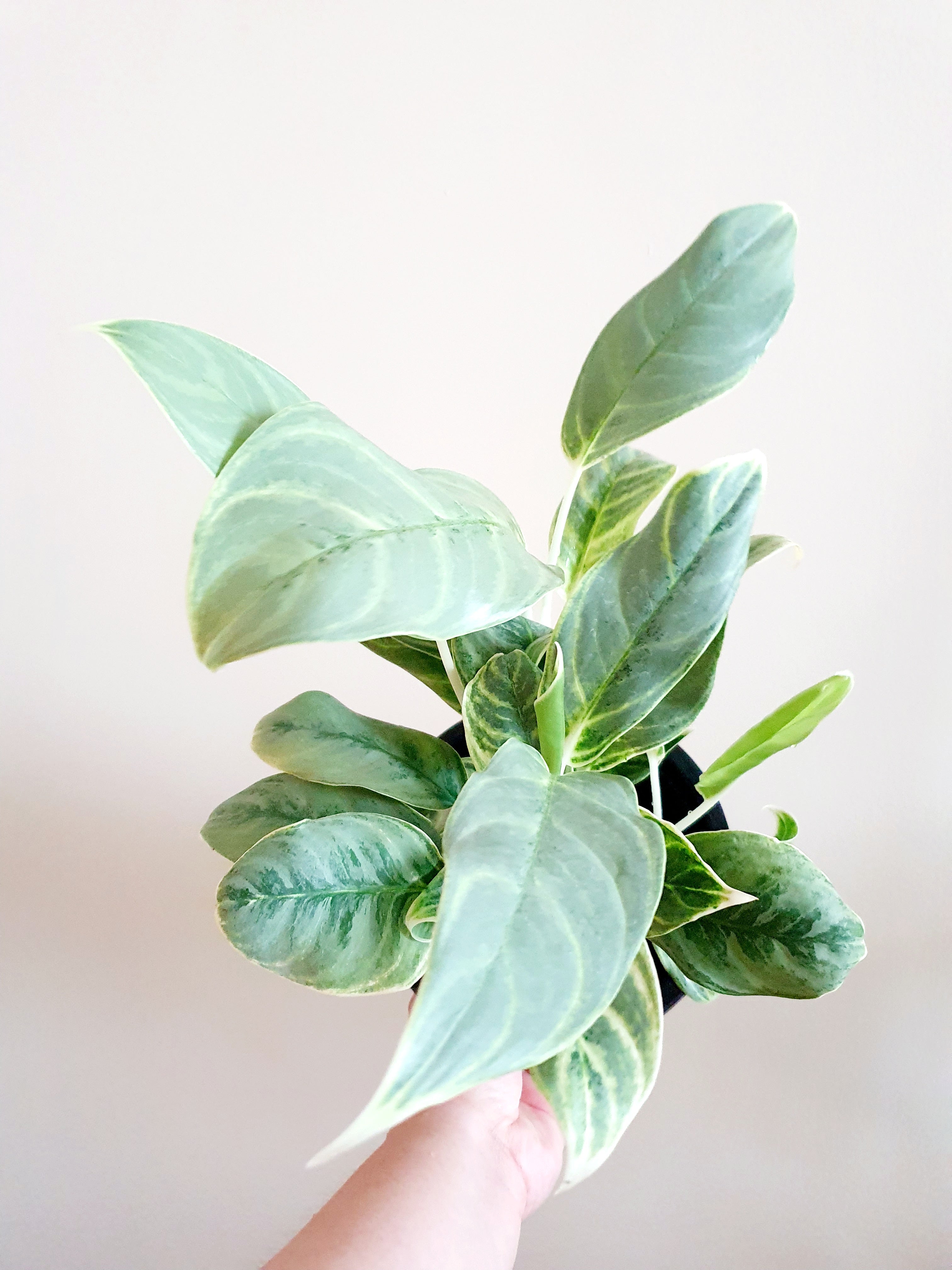 Aglaonema Silver Curly held by one hand - Plant Studio LLC