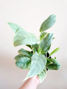 Aglaonema Silver Curly