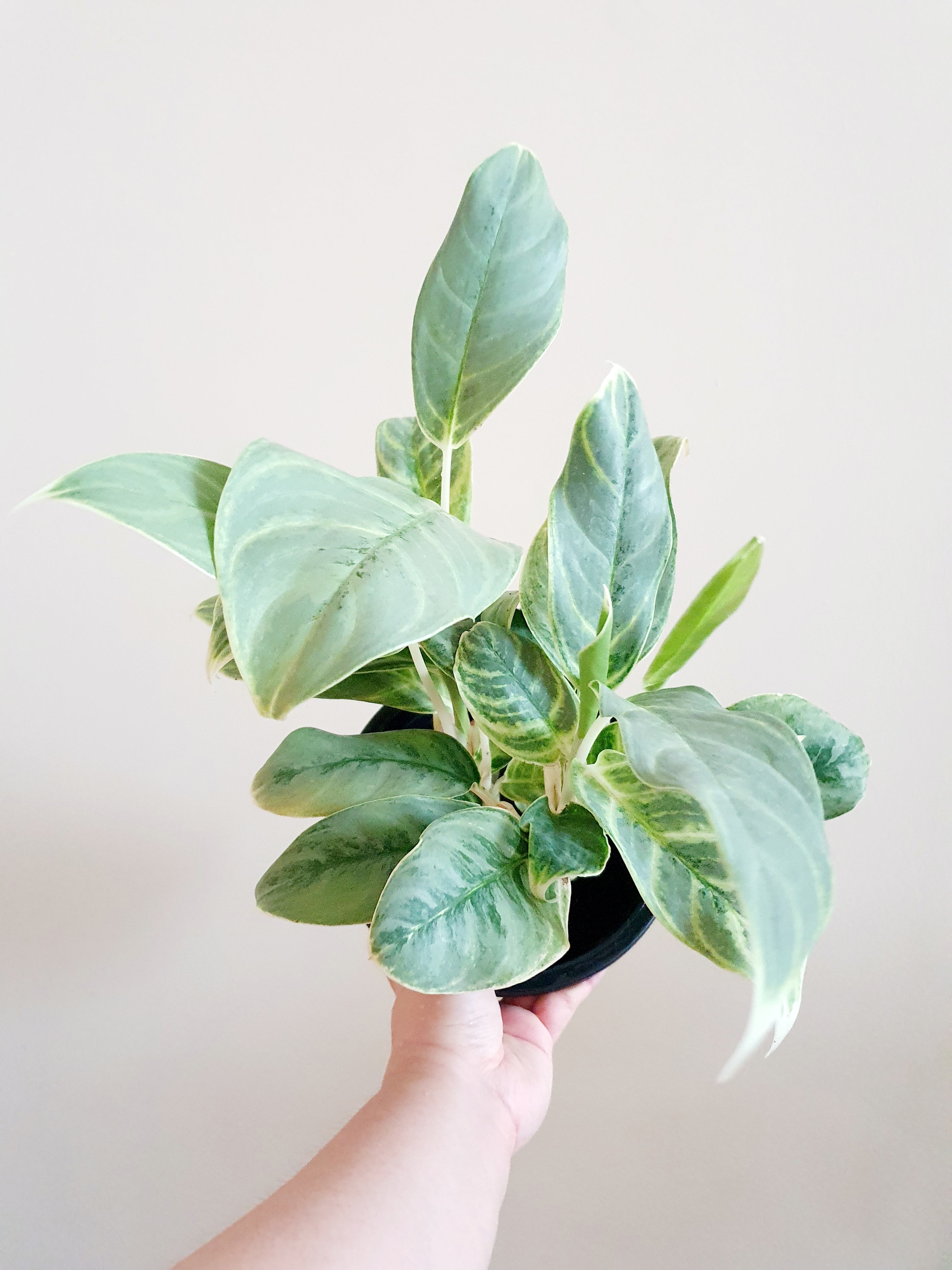 Aglaonema Silver Curly in black pot held by one hand - Plant Studio LLC