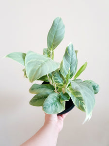 Aglaonema Silver Curly