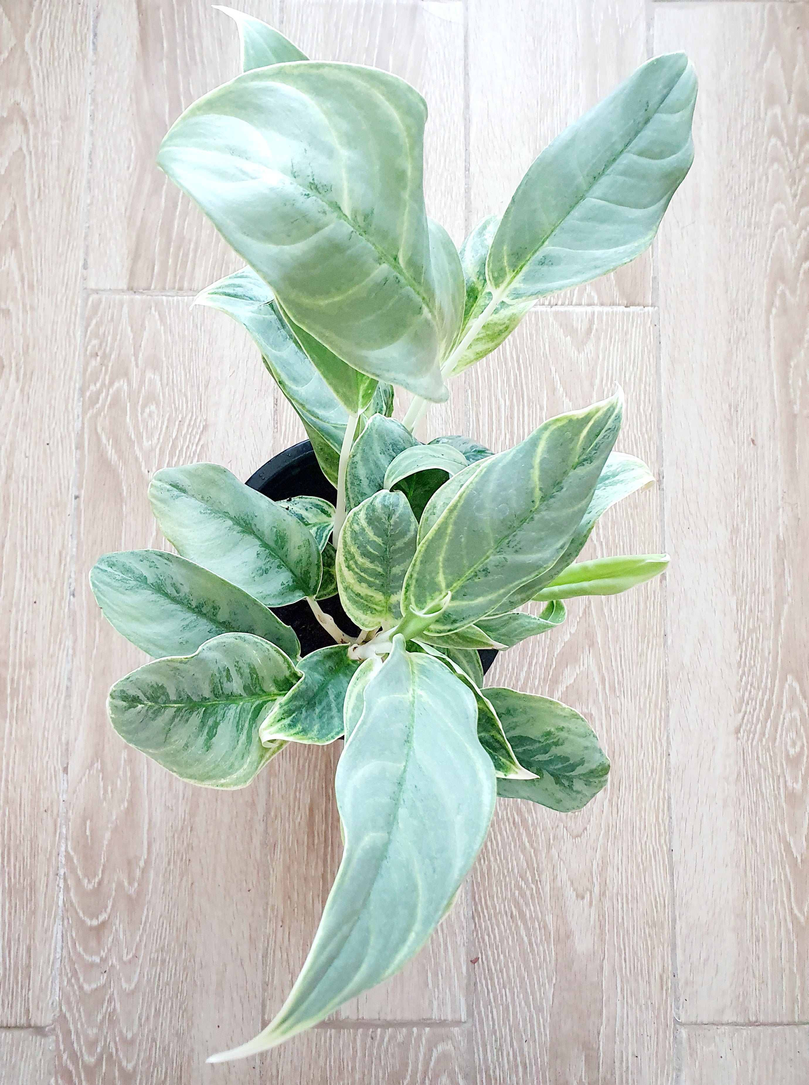 Aglaonema Silver Curly - Plant Studio LLC