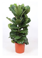 Ficus Lyrata 'Fiddle Leaf Tree' 3 Stems - Plant Studio LLC