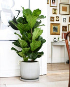 Ficus Lyrata 'Fiddle Leaf Tree' 3 Stems - Plant Studio LLC
