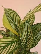 Calathea Vitata - Plant Studio LLC