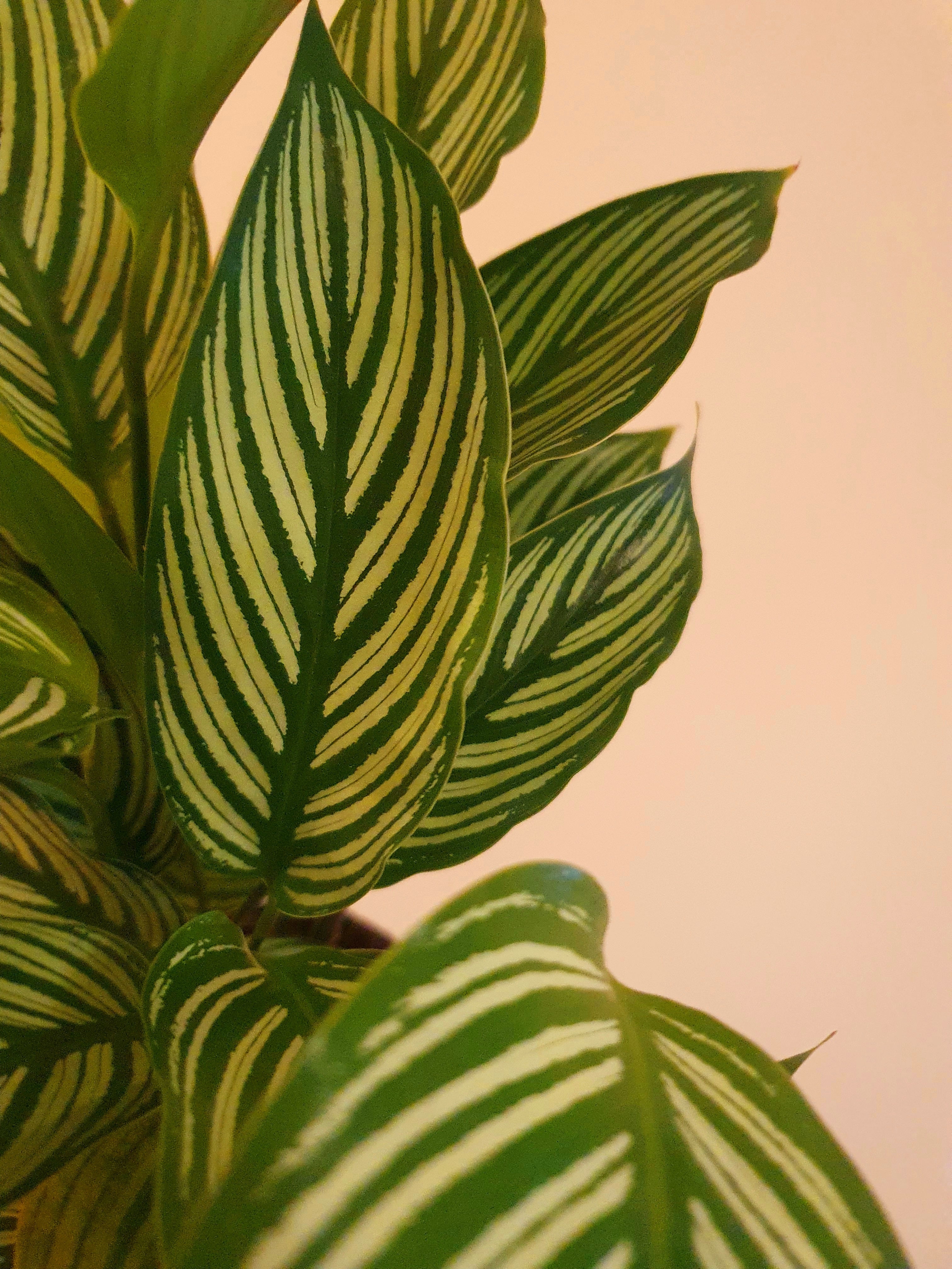 Calathea Vitata - Plant Studio LLC