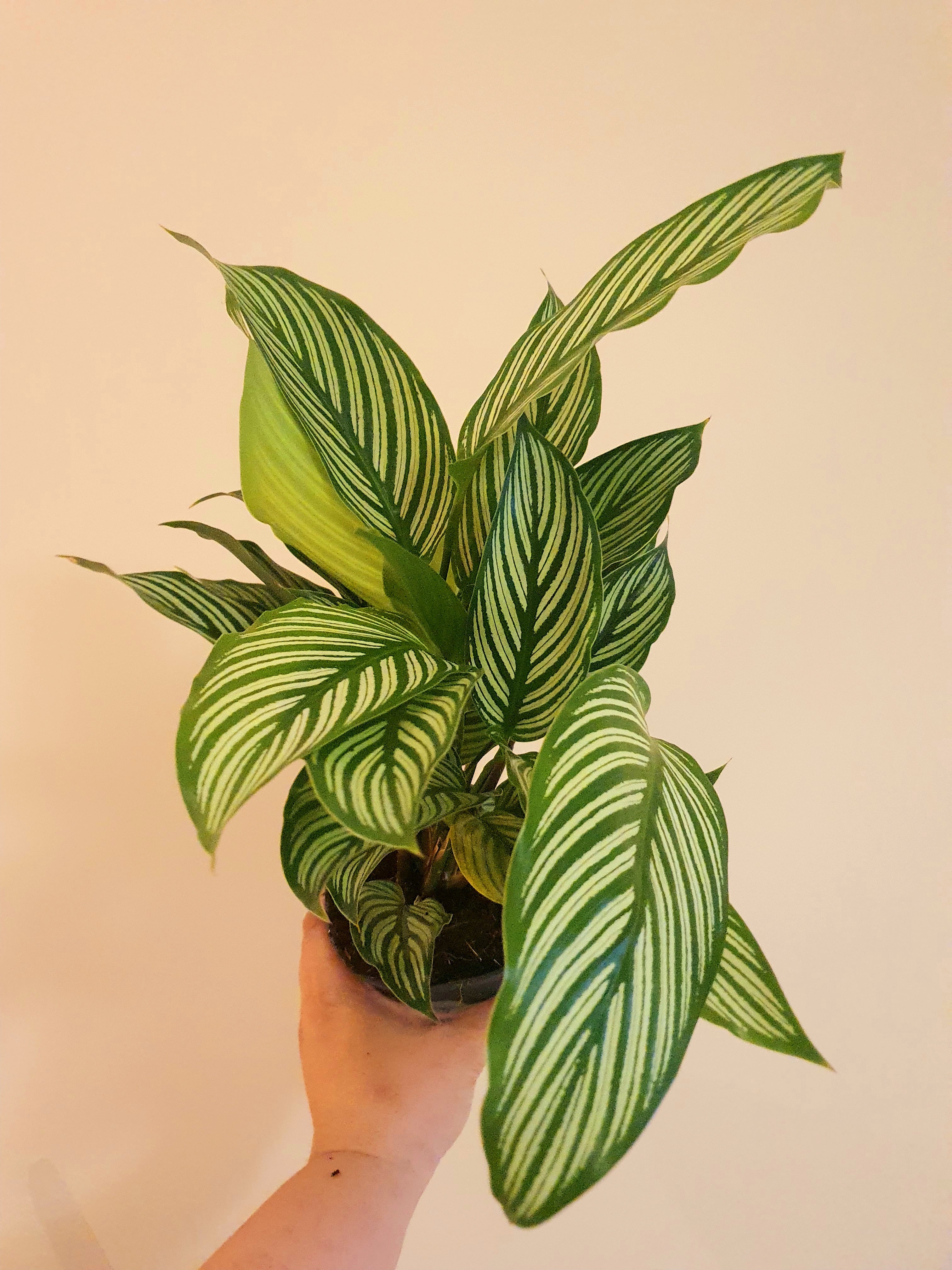 Calathea Vitata - Plant Studio LLC