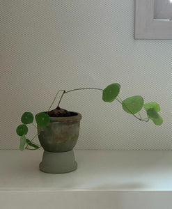 Stephania Erecta