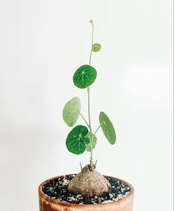 Stephania Erecta