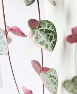 Ceropegia Woodii Marlies 'Variegated String of Hearts' - Large