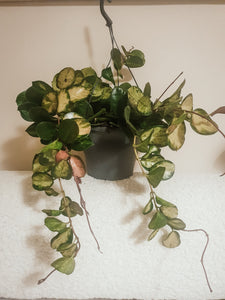 Hoya Australis Lisa in Hanging Pot