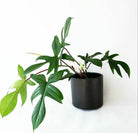 Philodendron Florida Green - Plant Studio LLC