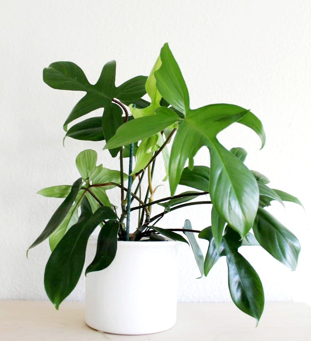 Philodendron Florida Green - Plant Studio LLC