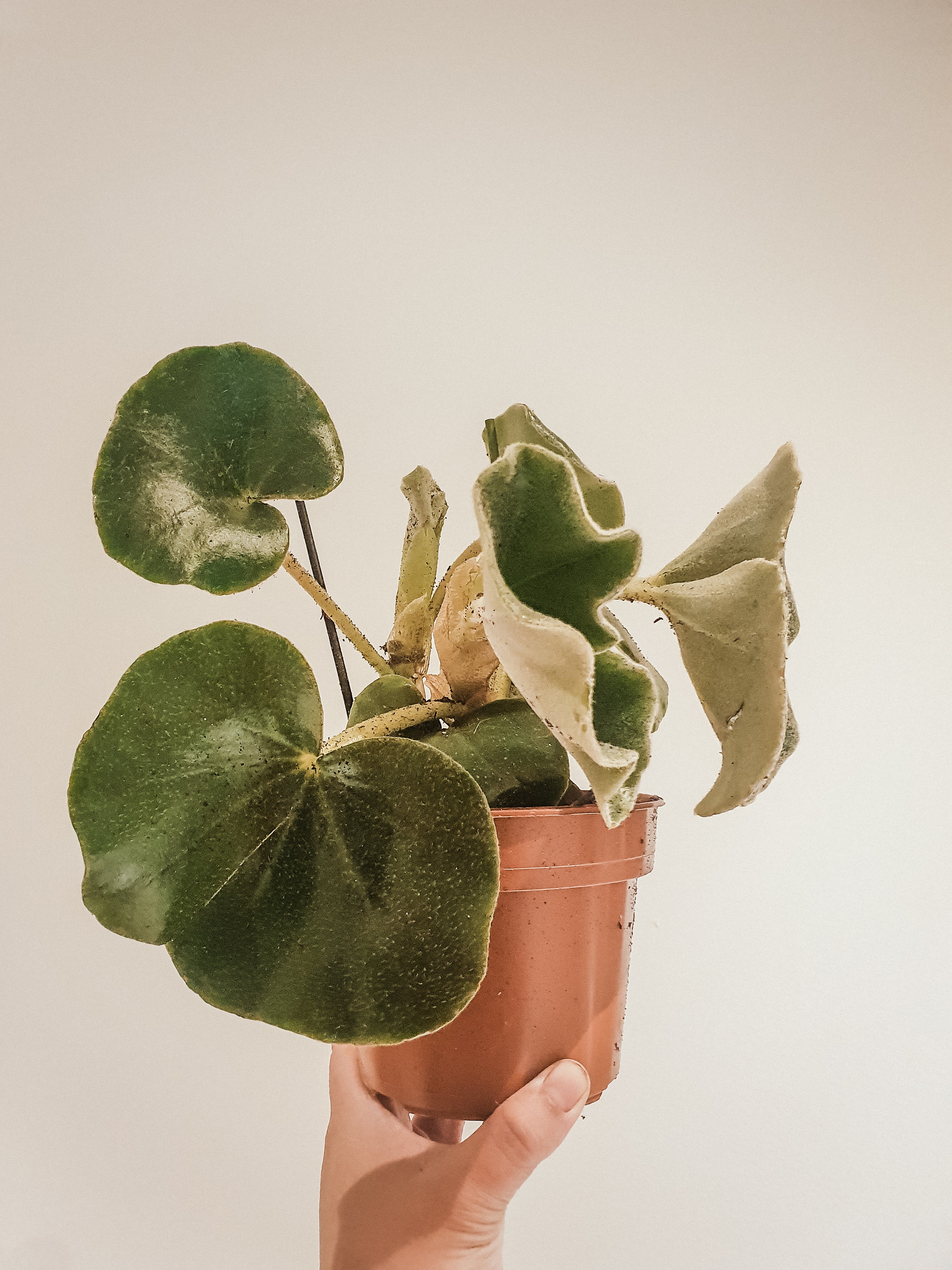 Begonia Venosa 'Elephant Ears' - Plant Studio LLC