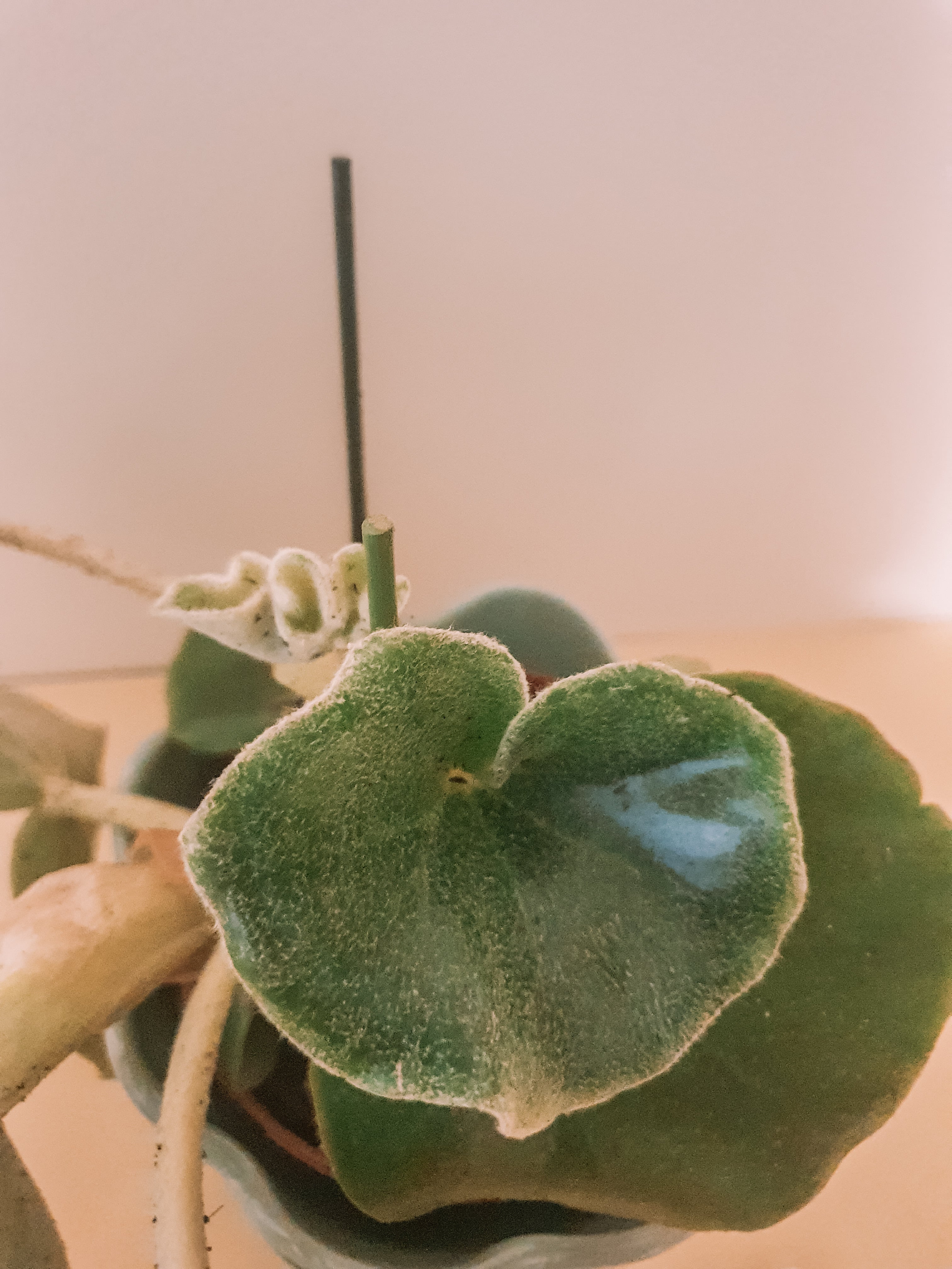 Begonia Venosa 'Elephant Ears' - Plant Studio LLC