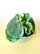 Begonia Venosa 'Elephant Ears' - Plant Studio LLC