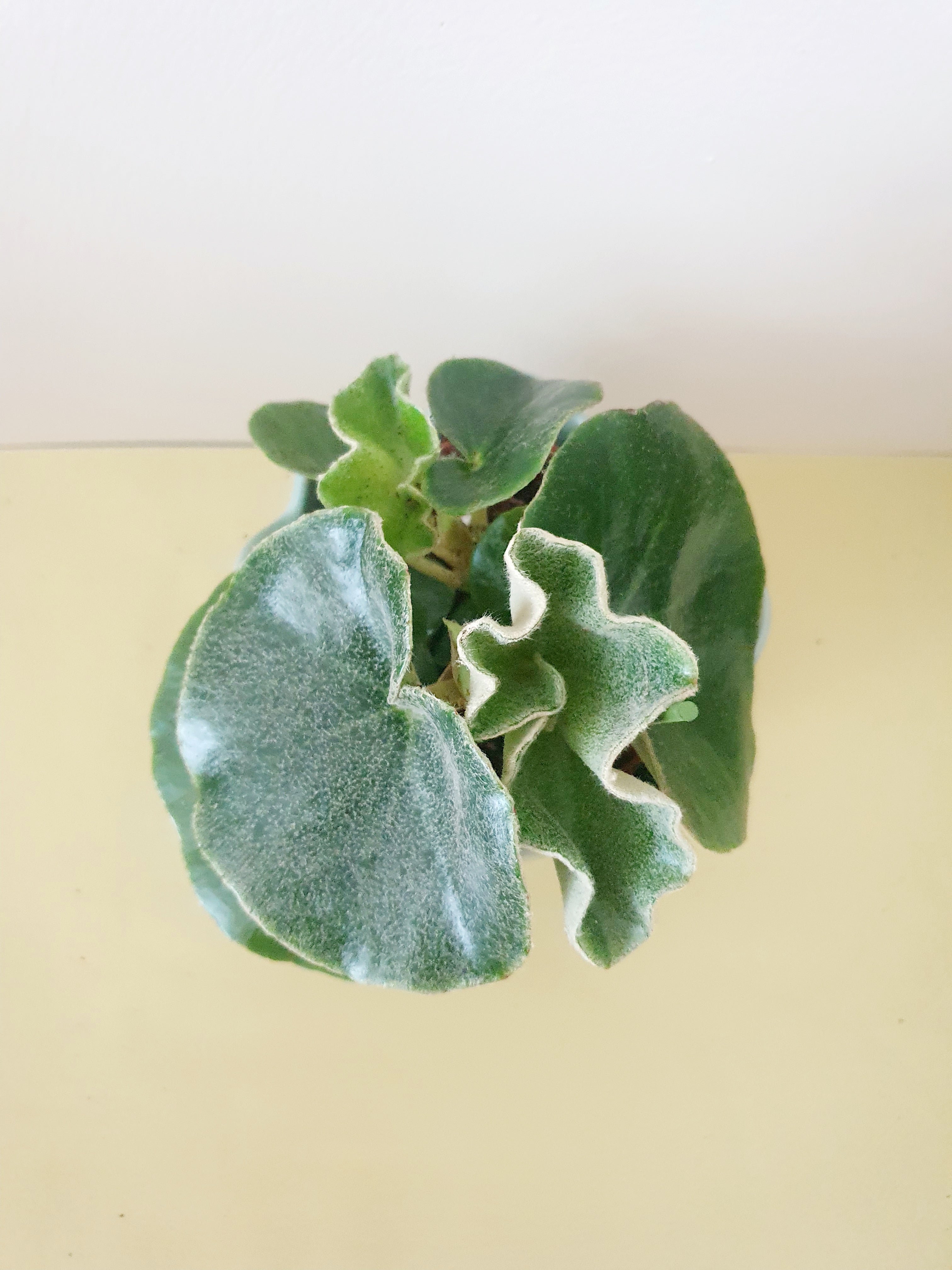 Begonia Venosa 'Elephant Ears' - Plant Studio LLC