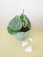 Begonia Venosa 'Elephant Ears' - Plant Studio LLC