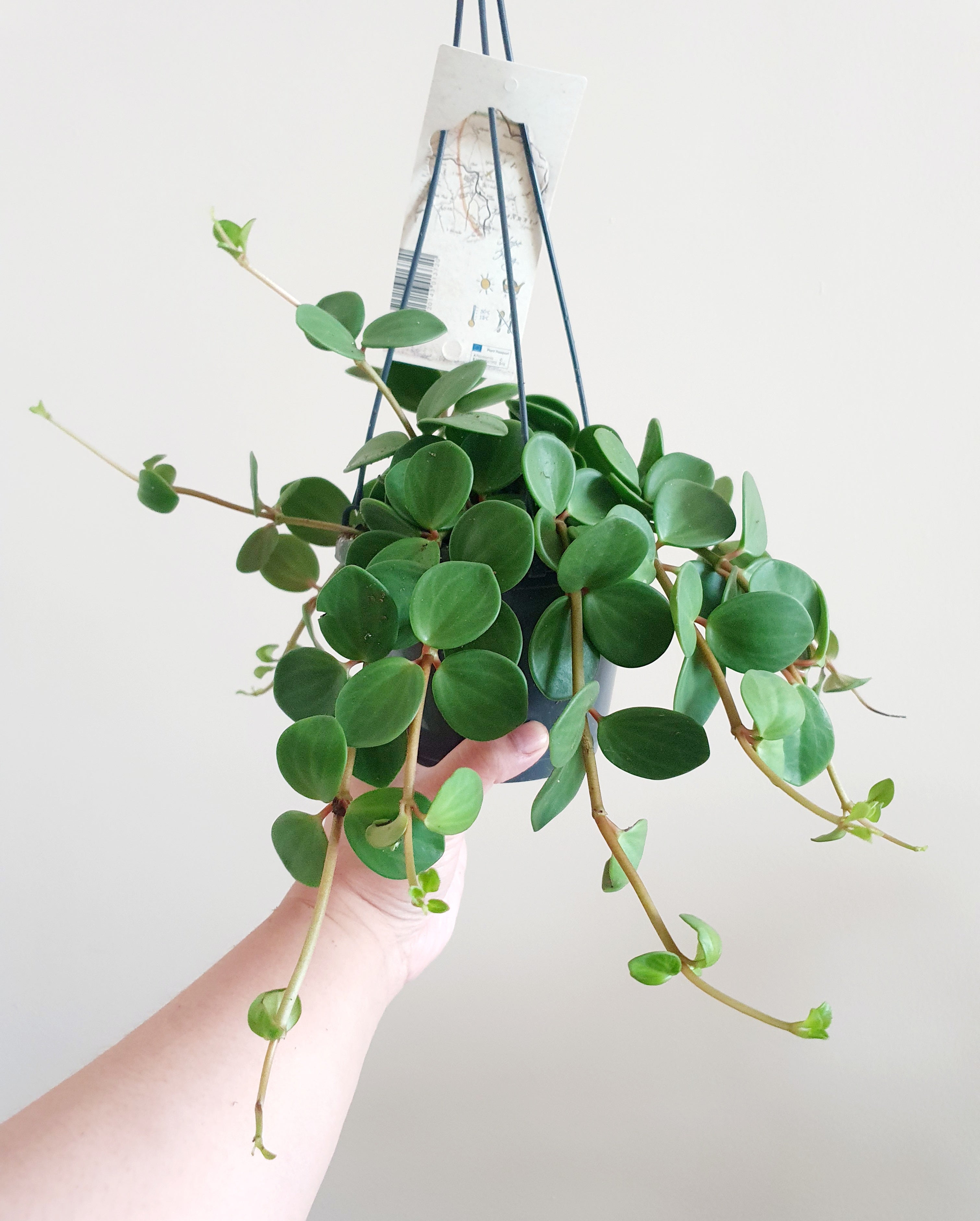 Peperomia Hope - Plant Studio LLC