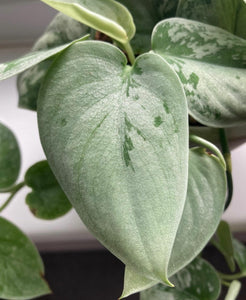 Scindapsus Pictus Silvery Ann