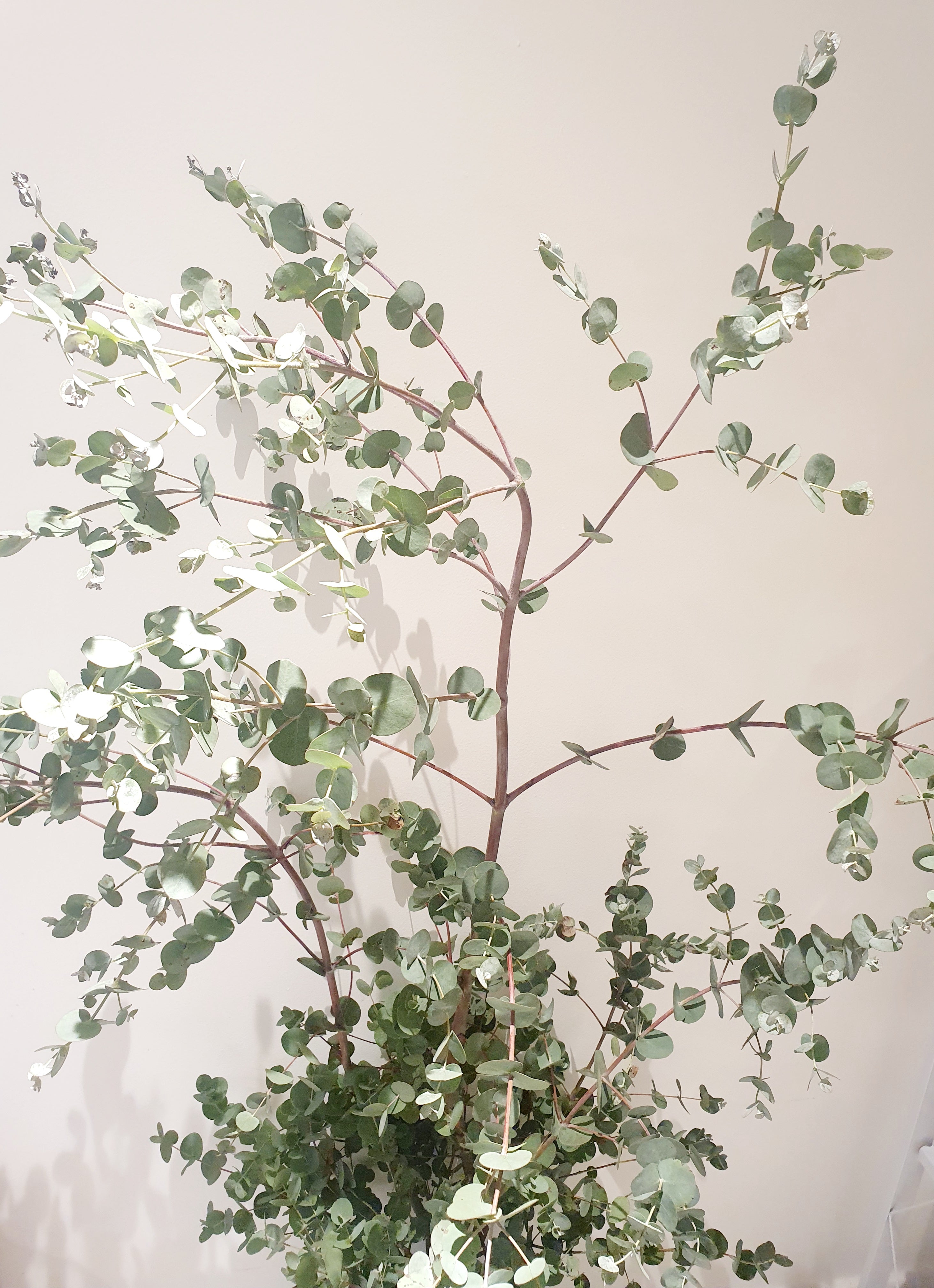 Eucalyptus Gunnii Blue Ice Tree 140-150cm - Plant Studio LLC