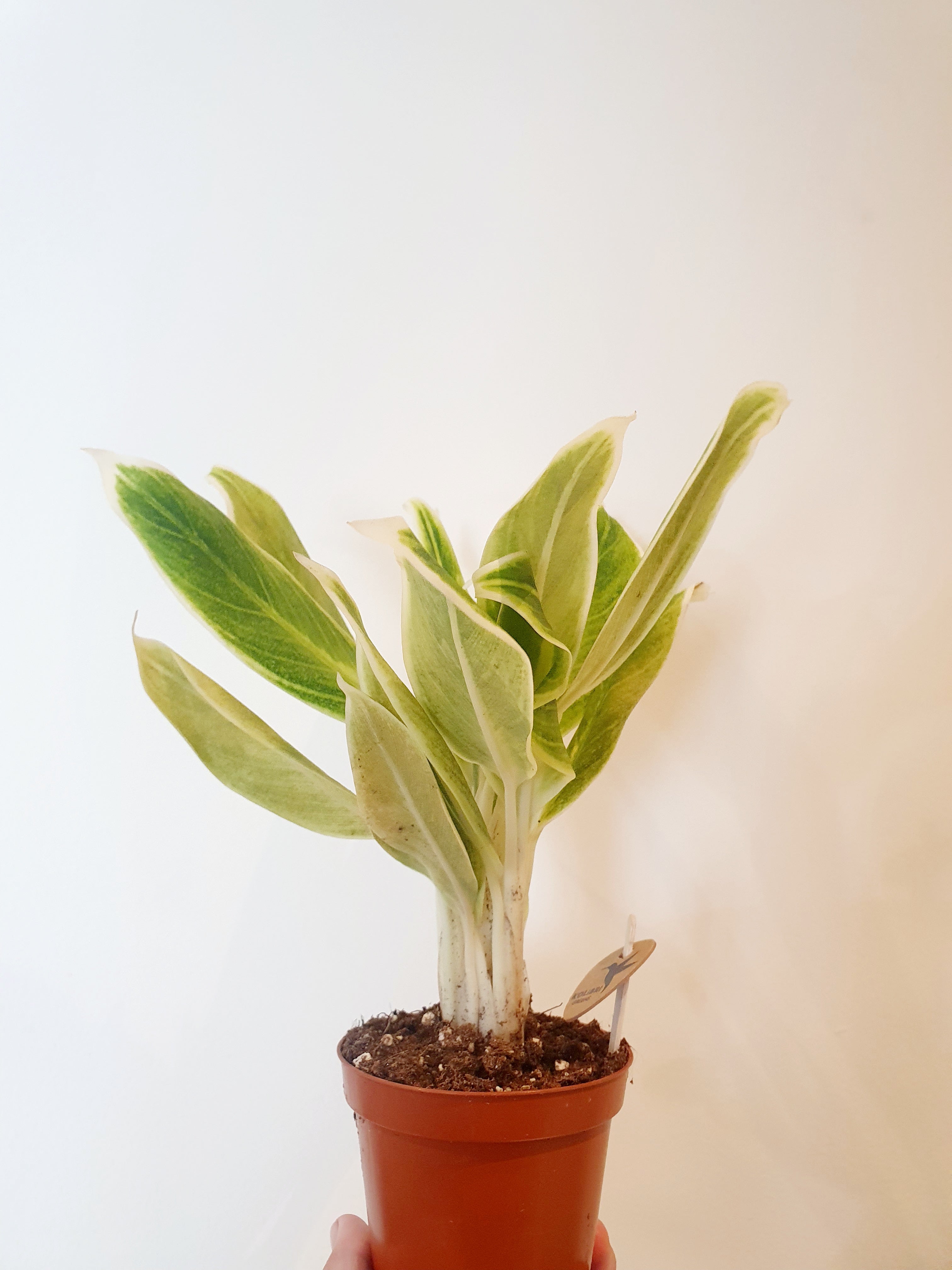 Aglaonema Lipstick Green in small brown plastic - Plant Studio LLC