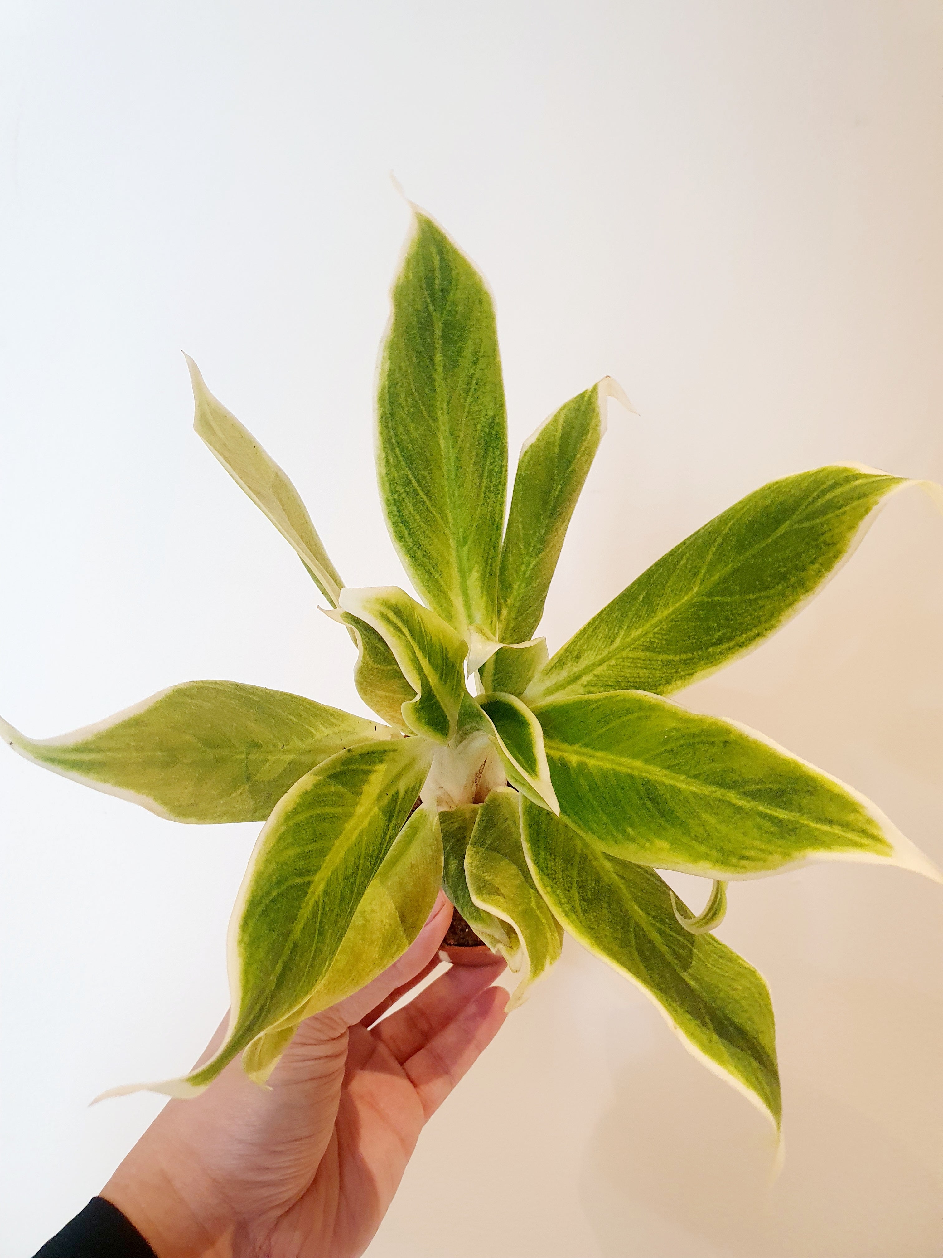 Aglaonema Lipstick Green with one hand holding- Plant Studio LLC