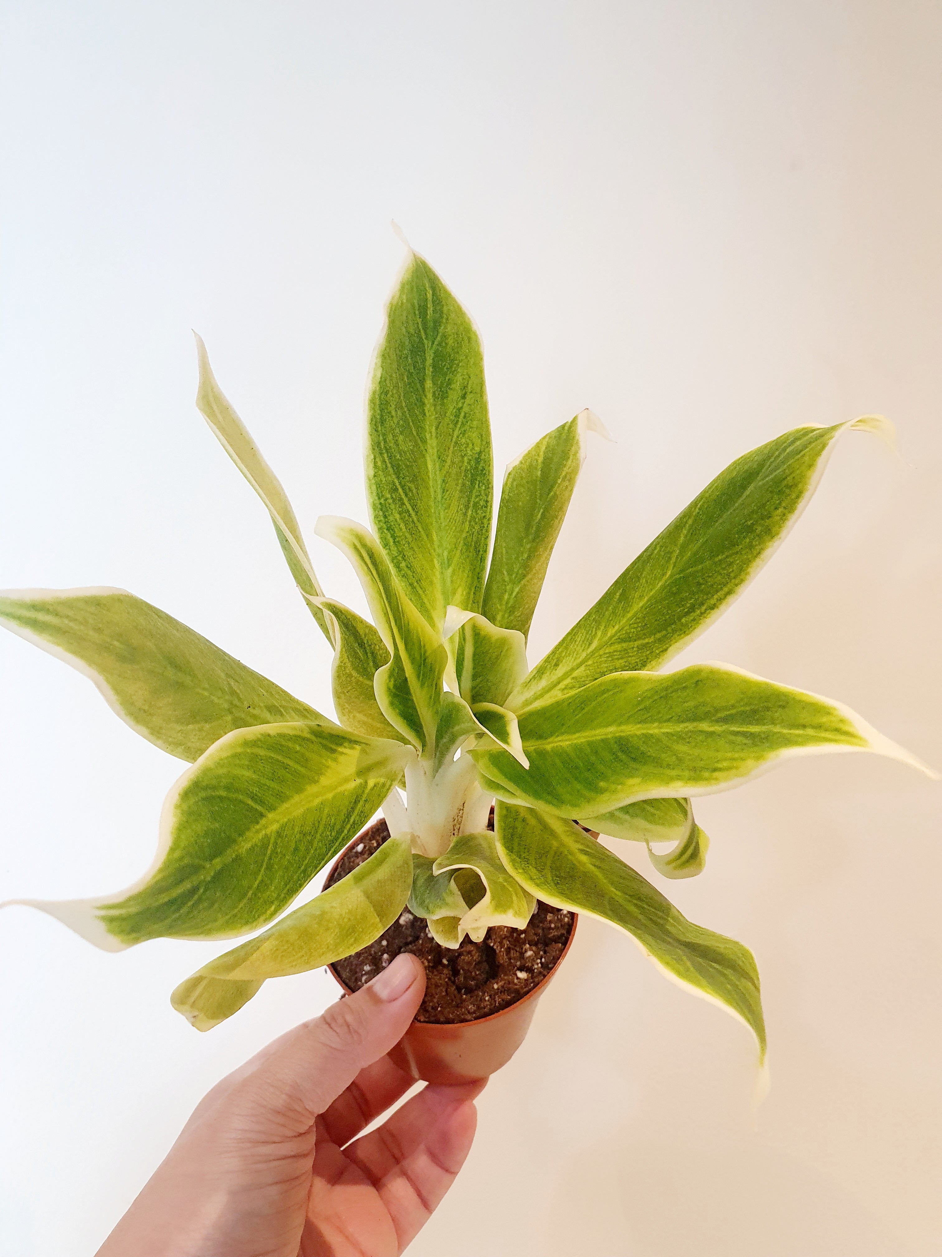 Aglaonema Lipstick Green in small brown pot with one hand holding - Plant Studio LLC