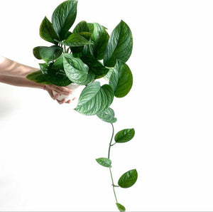 Monstera Pinnatipartita