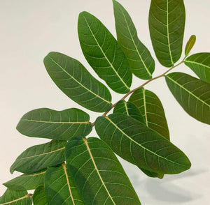 Phyllanthus Mirabilis