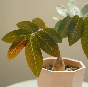 Phyllanthus Mirabilis