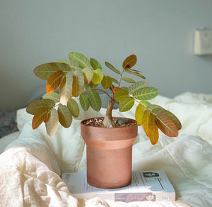Phyllanthus Mirabilis
