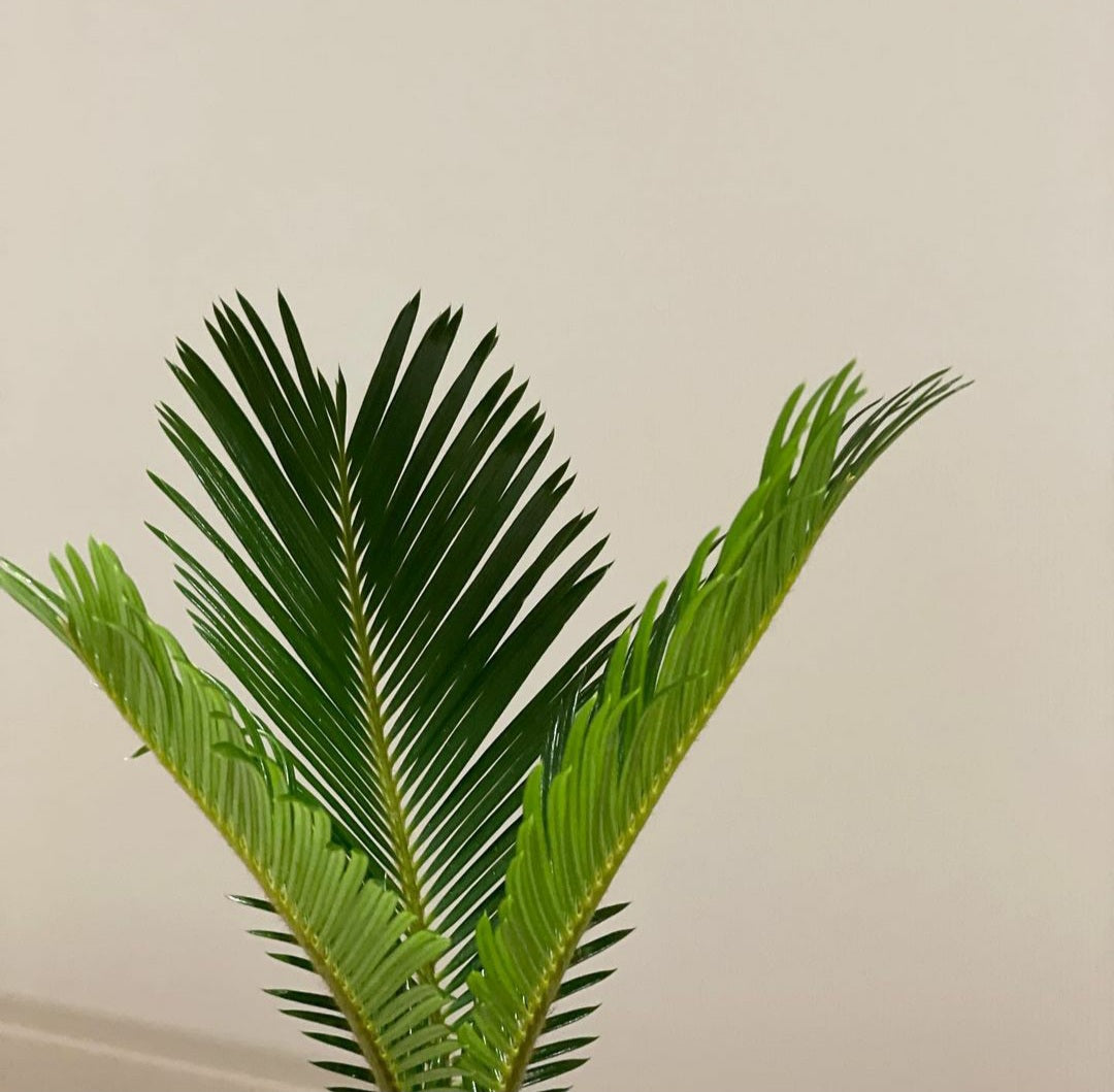 Cycas Revoluta 'Sago Palm' - Plant Studio LLC