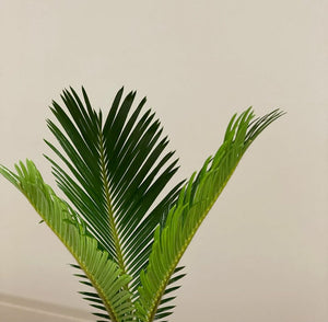 Cycas Revoluta 'Sago Palm'