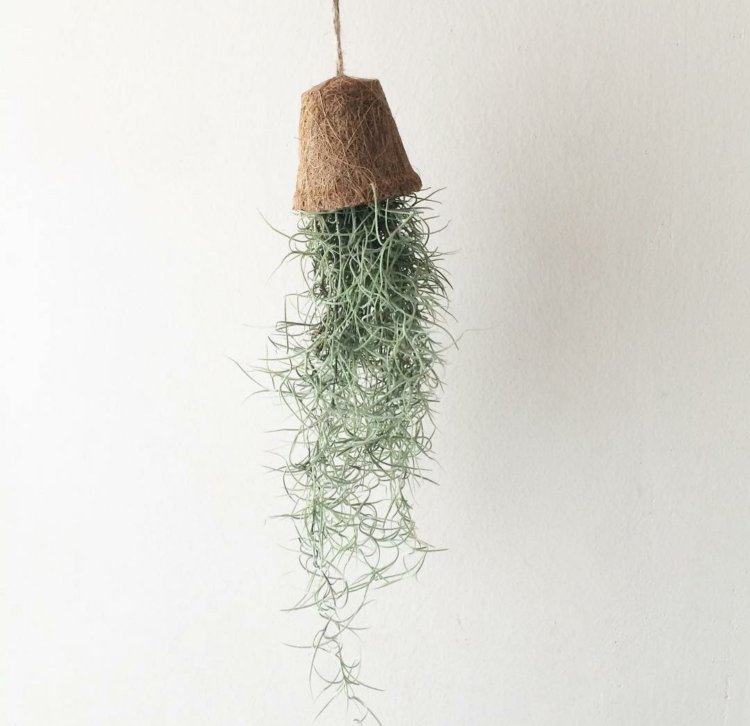 Tillandsia usneoides 'Spanish Moss' - Plant Studio LLC