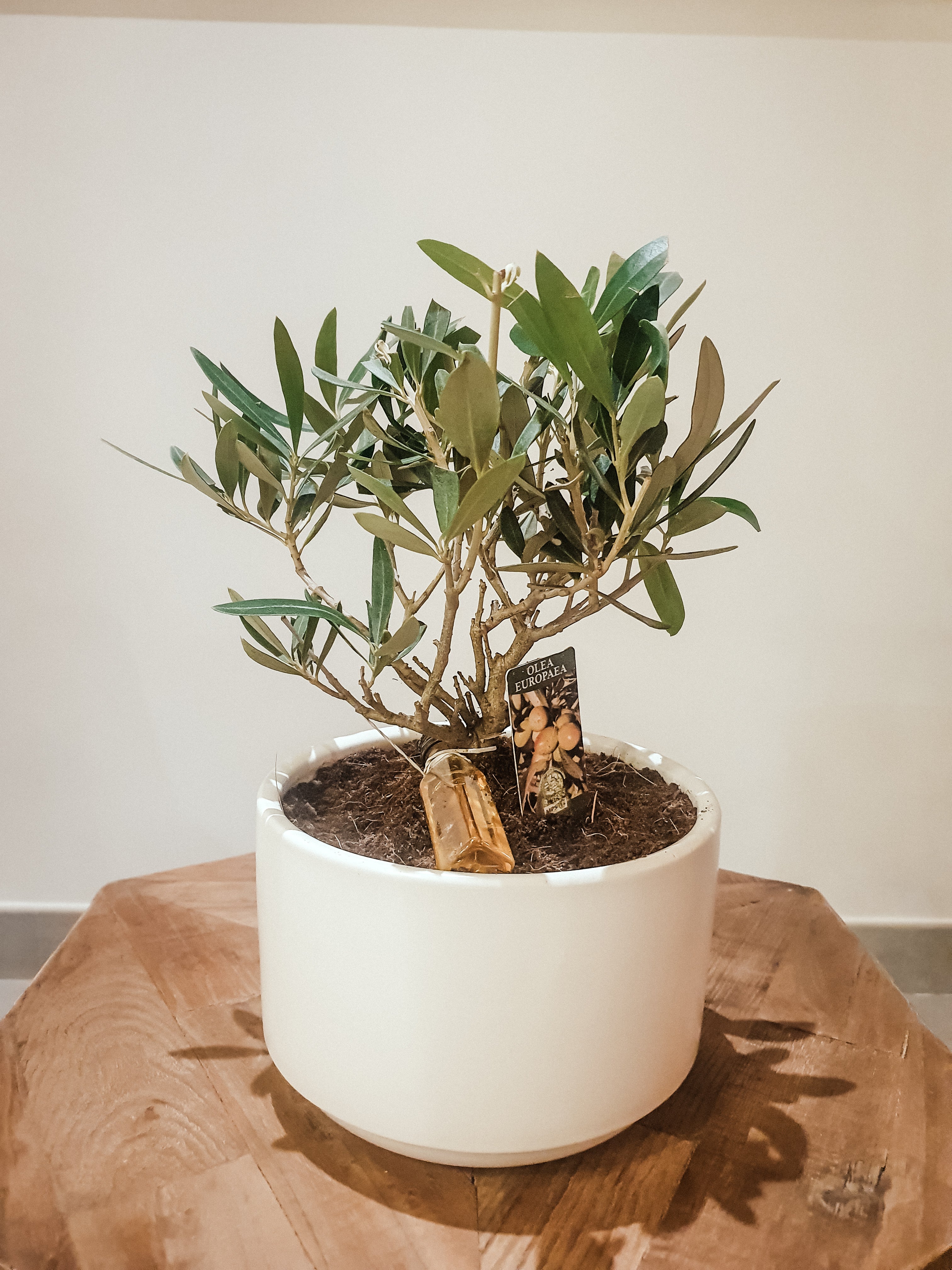 Olea Europaea 'Olive Tree' Dwarf - Plant Studio LLC