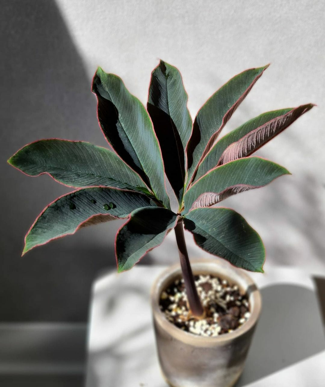 Amorphophallus Atroviridis
