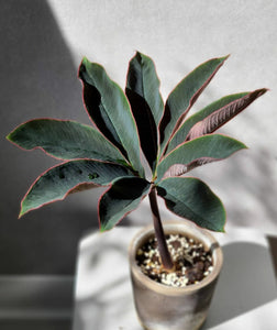 Amorphophallus Atroviridis