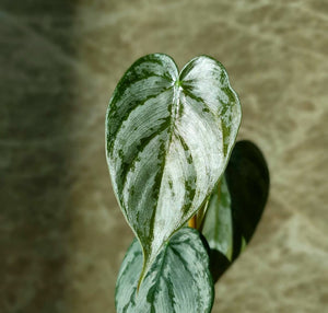 Philodendron Brandtianum