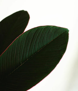 Amorphophallus Atroviridis