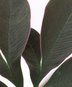 Amorphophallus Atroviridis