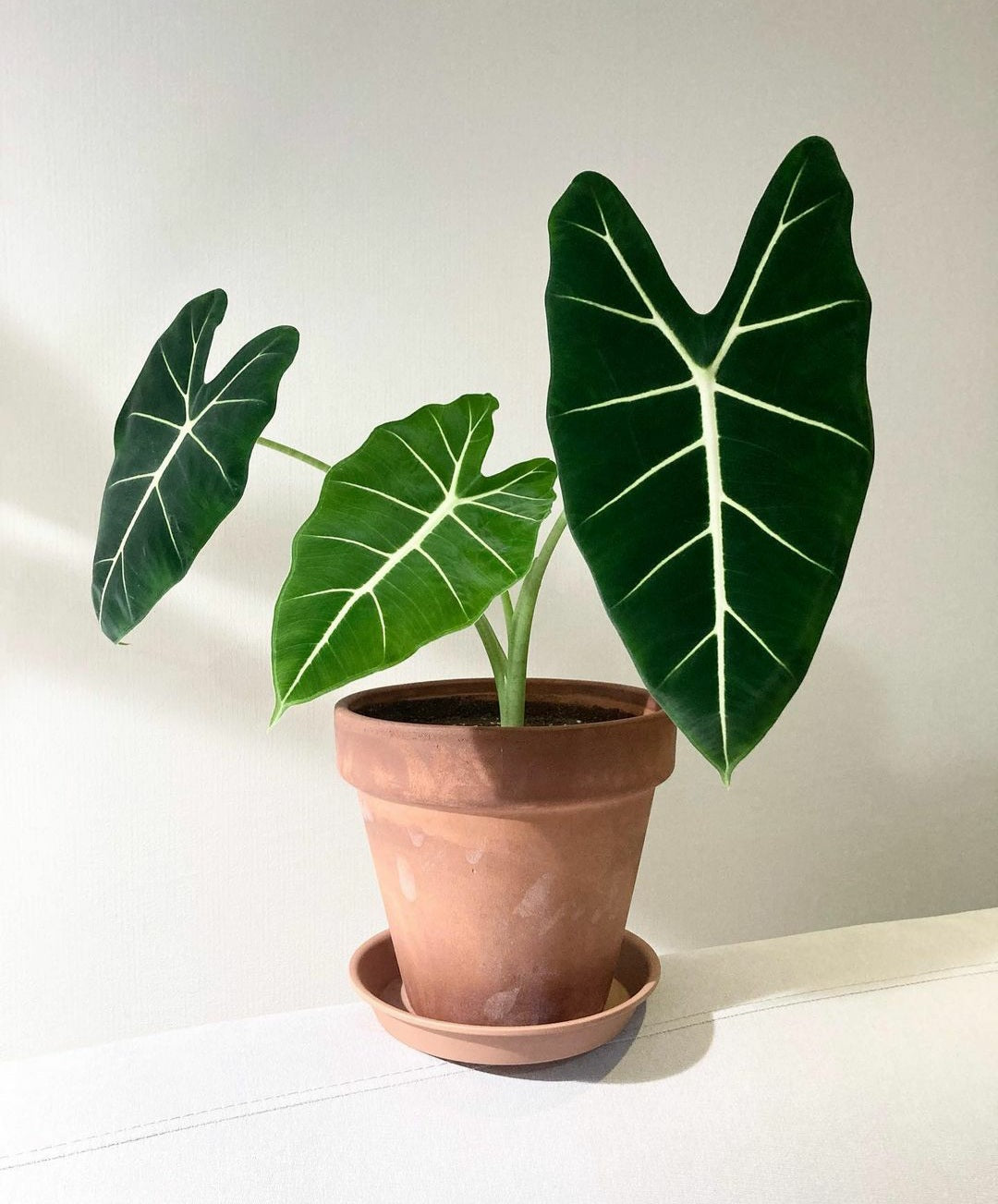 Alocasia Frydek